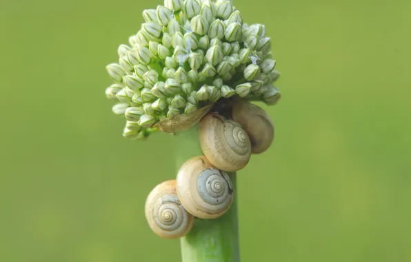 Plant, shell, shells, snails