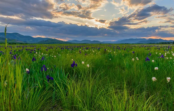Field, flowers, irises