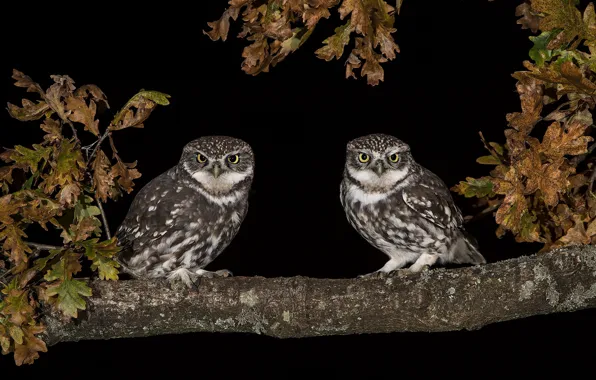 Leaves, birds, owl, two, pair, black background, owls, Duo