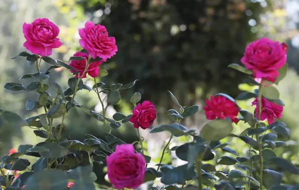 Rose, Bush, Dmitry Chudinin