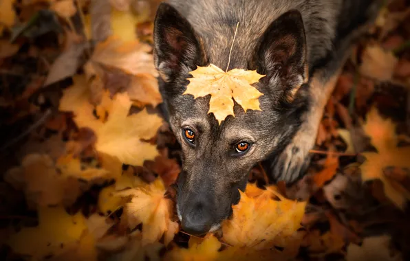 Autumn, look, face, leaves, nature, pose, foliage, leaf