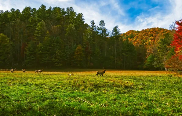 Autumn, forest, grass, the sun, trees, glade, USA, deer