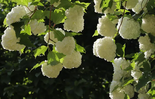 Leaves, light, flowers, branches, the dark background, white, flowering, shrub