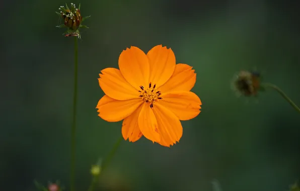 Picture flower, flower, bokeh