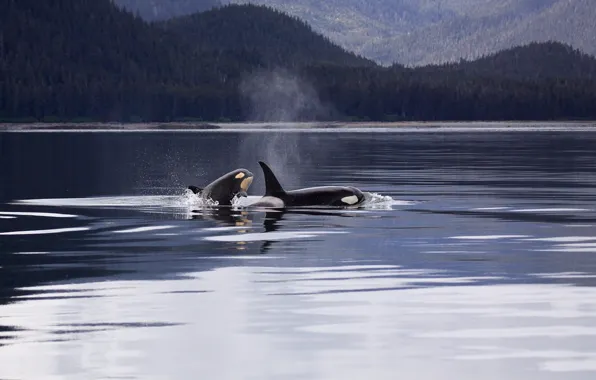Picture animal, wildlife, killer whales, two killer whale on body of water during daytimes