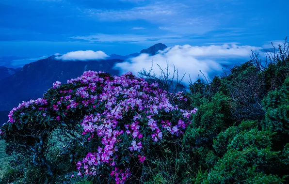 Flowers, mountains, fog, hills, the slopes, view, beauty, spring