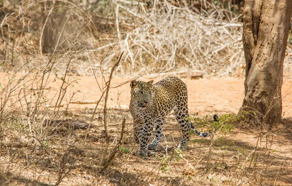 Shadow, predator, leopard, wild cat, shrub