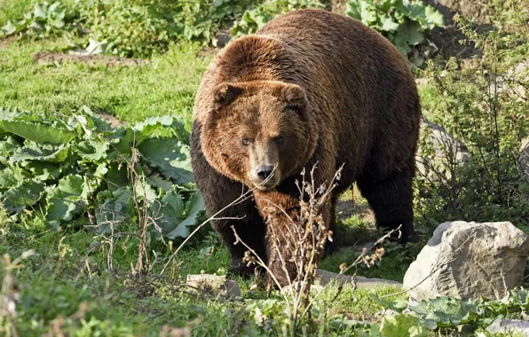 Grass, look, stones, bear, bear