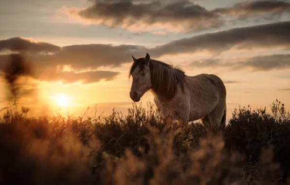Sunset, nature, Mountain Pony