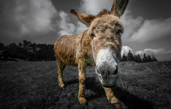 Picture nature, background, donkey