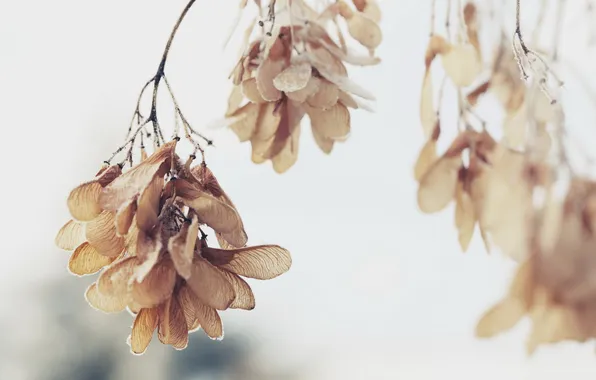 Macro, branches, nature