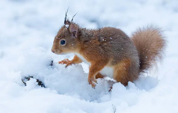 Winter, snow, protein, the snow, red, snowfall