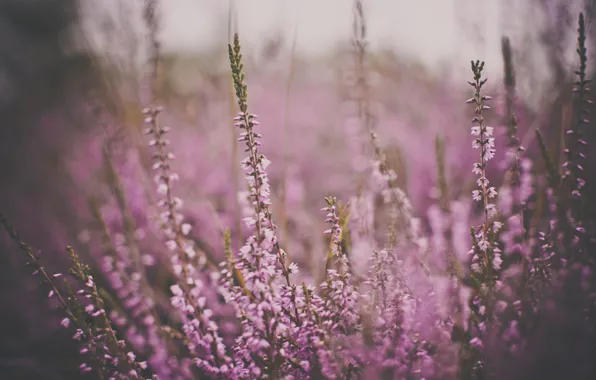 Flowers, color, pink, tarnish