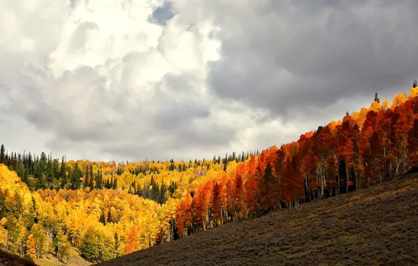 Autumn, hill, orange, autumn colors, sunlight, countryside, fall, cloudy