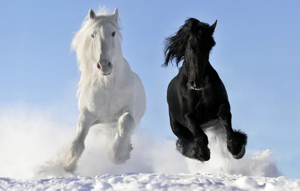 Picture white, snow, horses, horse, running, gallop, crow, © Viktoria Makarova