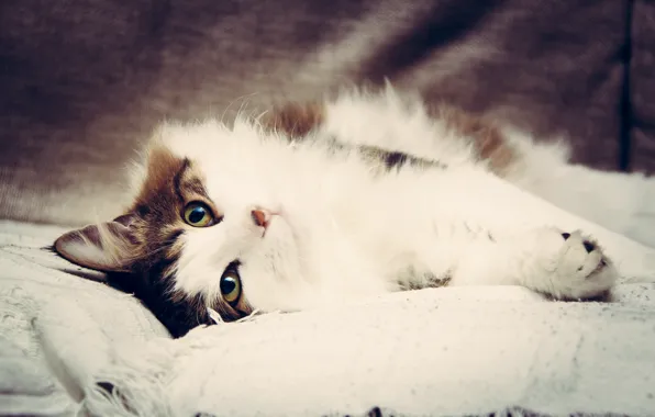 Sofa, cat, Cat, pussy, Bobtail