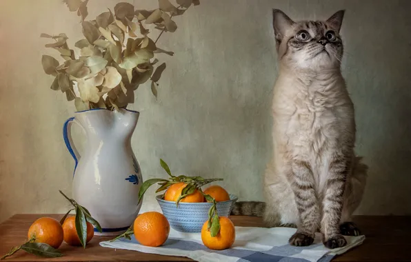 Cat, cat, orange, bouquet, pitcher, sitting