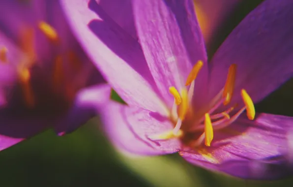 Picture macro, petals, stamens, Krokus, Saffron