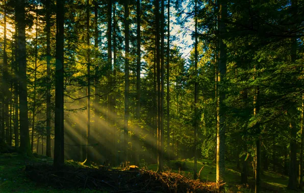 Forest, the sun, rays, trees