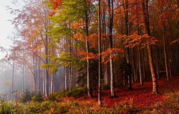 Autumn, forest, trees, nature