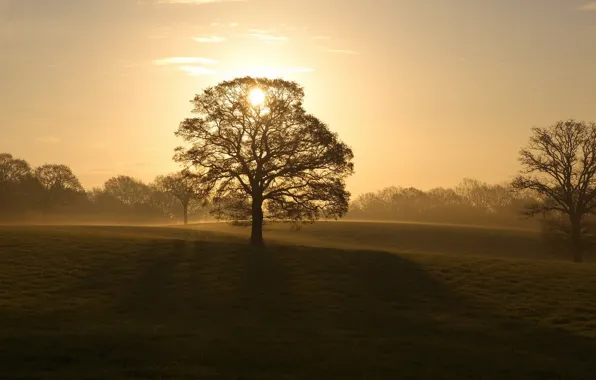 Field, trees, sunset