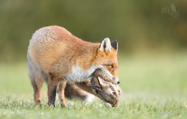 Picture nature, animal, hare, Fox, Fox, mining, Kaczmarkiewicz Marcin