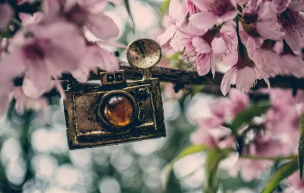 Picture flowers, background, widescreen, Wallpaper, the camera, pendant, wallpaper, pink