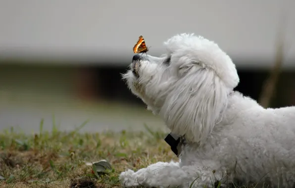 Background, butterfly, dog