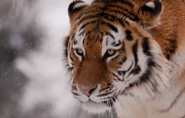 Winter, face, snow, tiger, wild cat