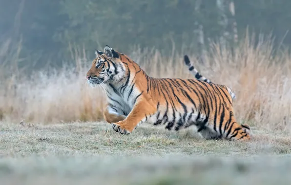 Picture grass, nature, tiger, pose, fog, glade, morning, running