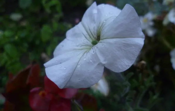 Macro, Flowers, The evening, Garden, Rosa, Petunia, Belarus