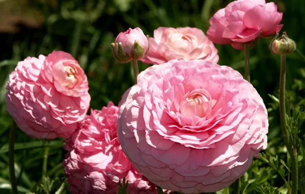 Picture flowers, pink, lush, Ranunculus, Asian, Buttercup