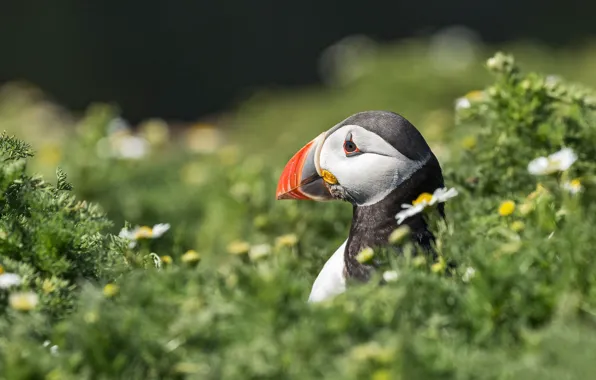 Picture summer, grass, flowers, bird, portrait, profile, stalled, bokeh