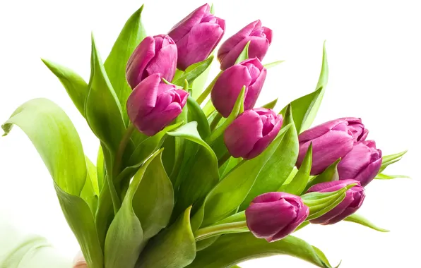Picture bouquet, purple, tulips