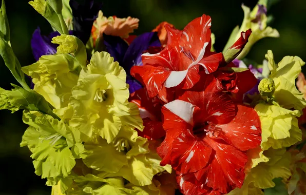 Photo, Flowers, Closeup, Gladiolus