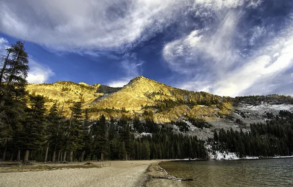Picture forest, mountains, lake, shore