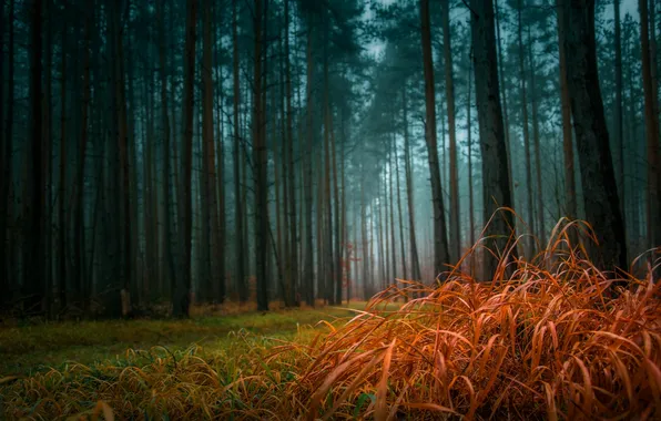 Picture forest, grass, fog, pine