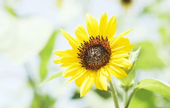 Picture flower, summer, macro, plant, sunflower, yellow, petals, blur