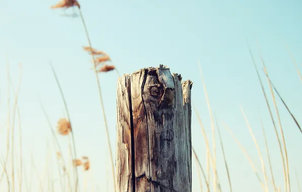 Picture grass, tree, post, dry