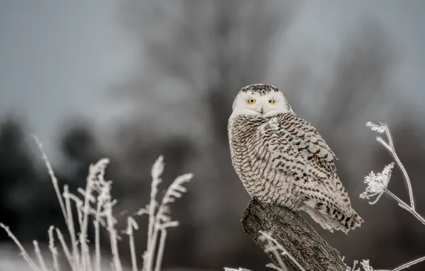 Owl, bird, log