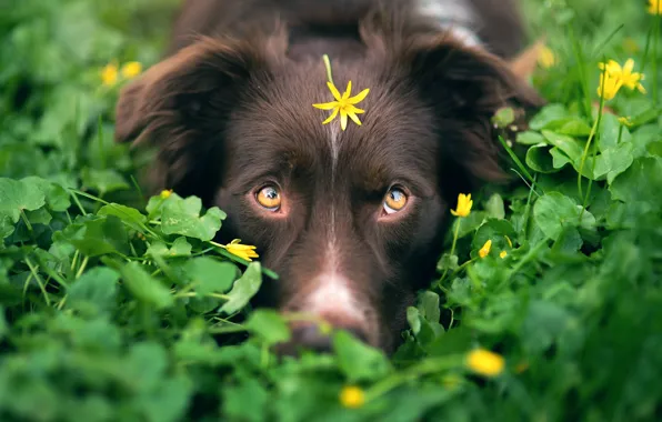 Picture greens, dog, flower, camouflage