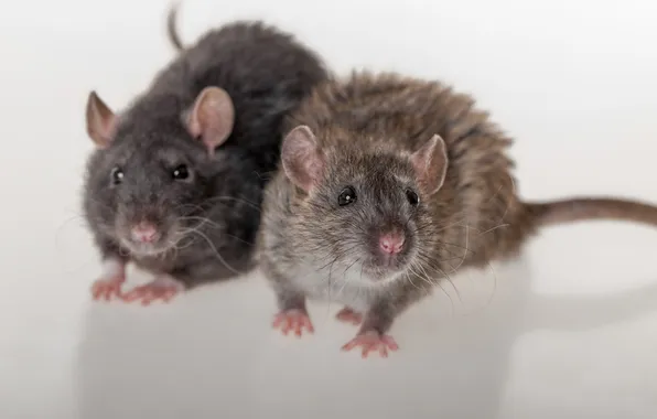 Studio, hairy, hair, pets, rats, fur, portrait, mammal