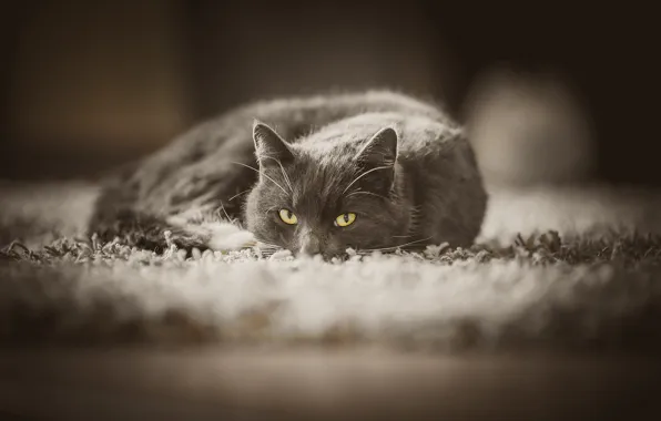 Cat, cat, look, grey, carpet, floor, lies, yellow eyes