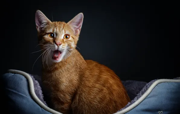 Cat, look, kitty, Sivok