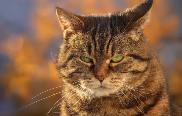 Picture cat, look, face, grey, background, portrait