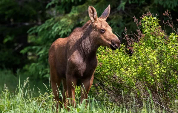 Picture leaves, branches, the bushes, moose, calf