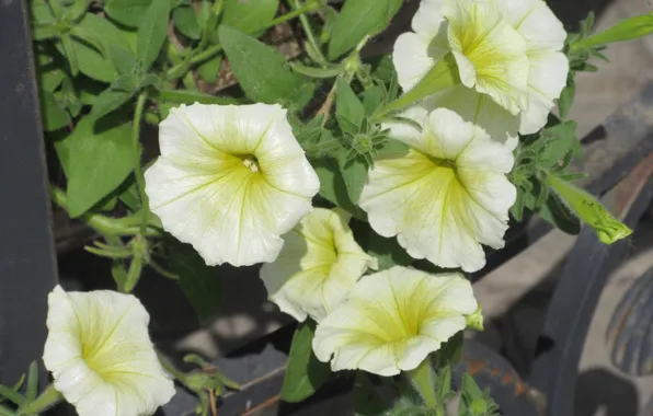Background, Petunia, yellow flowers, Meduzanol ©, summer 2018