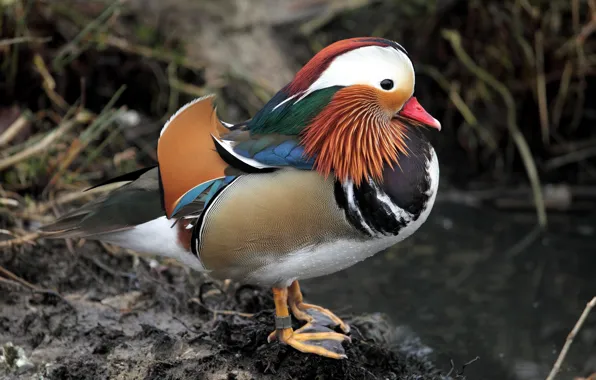 Nature, Bird, Mandarin duck