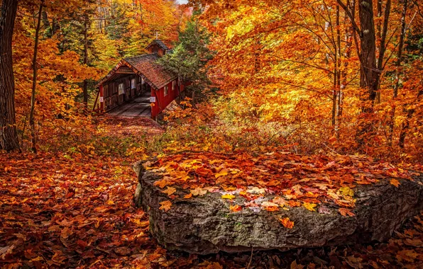 Wallpaper yellow, stones, home, red, the pile of leaves, maple, Park, trees