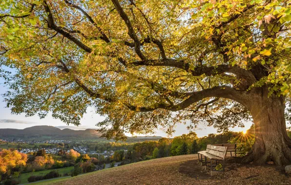 Autumn, the sun, bench, branches, tree, foliage, view, slope